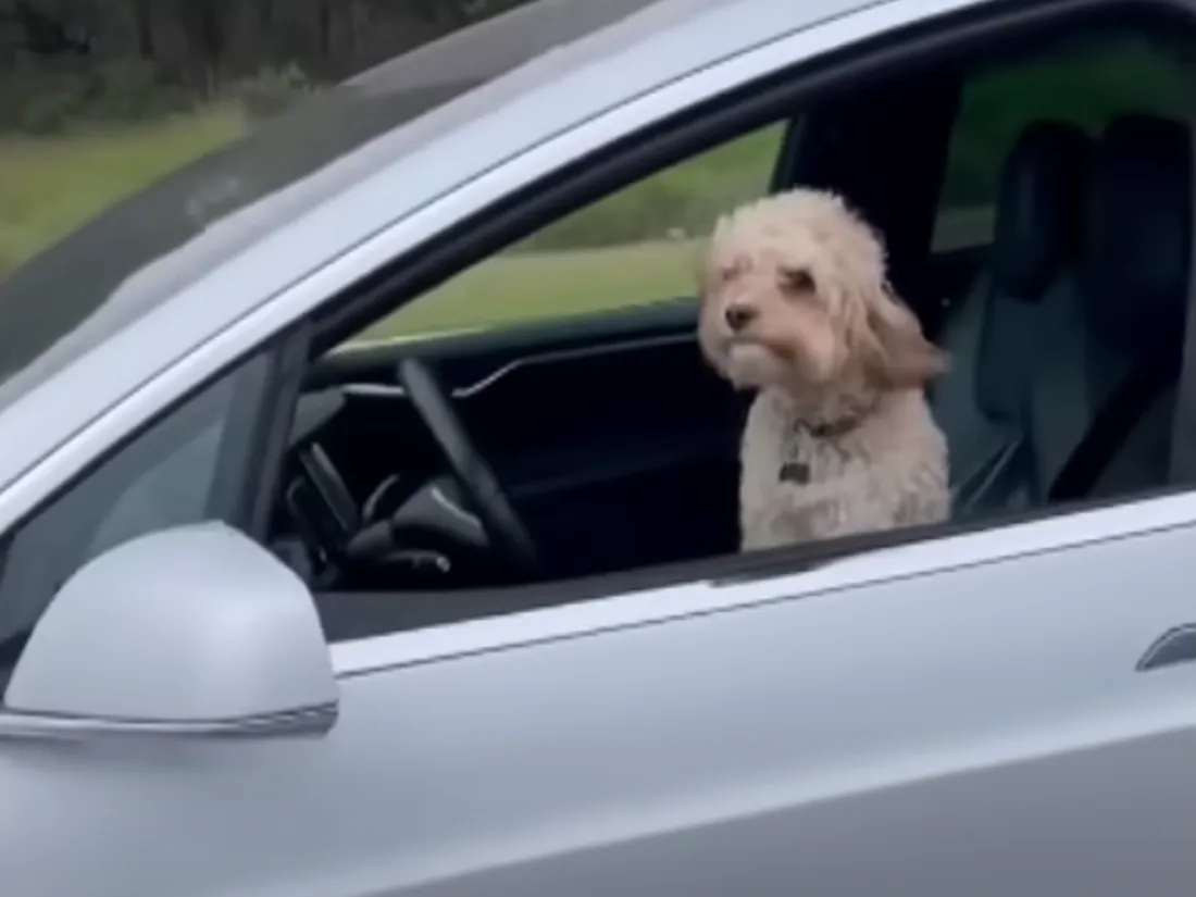 Un chien au volant d'une Tesla